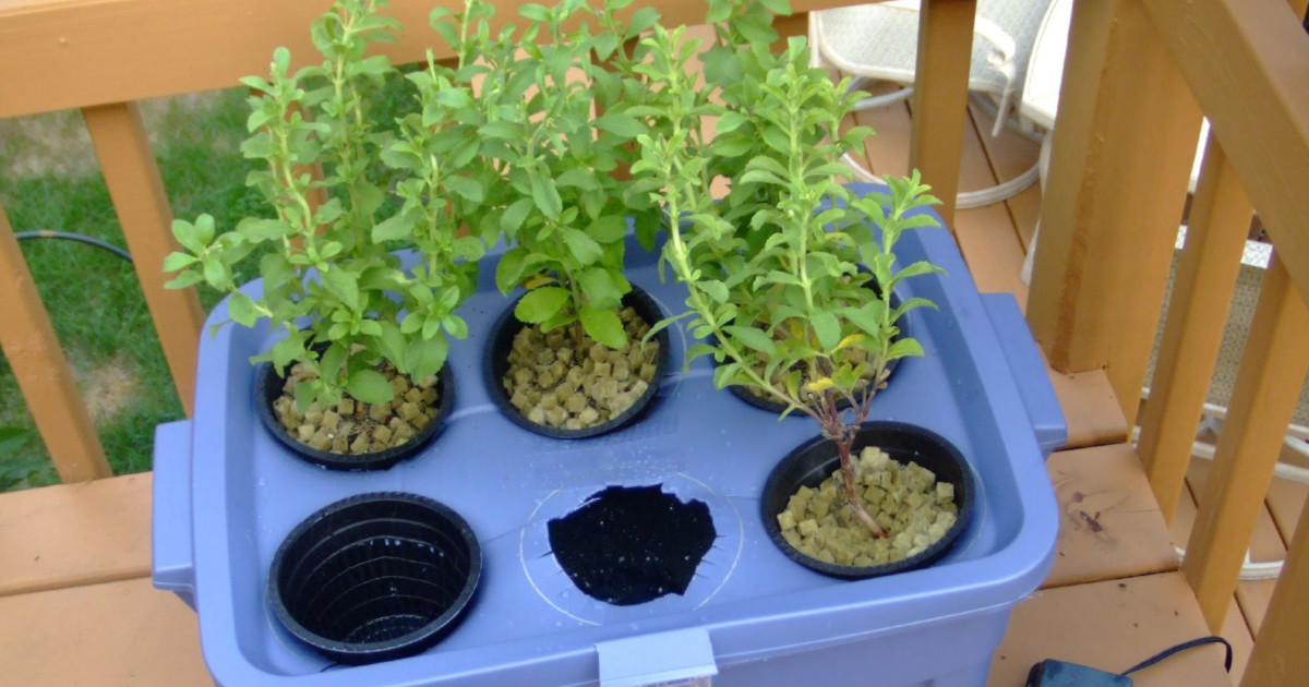 Is It Safe to Grow Vegetables in a Garden Tub