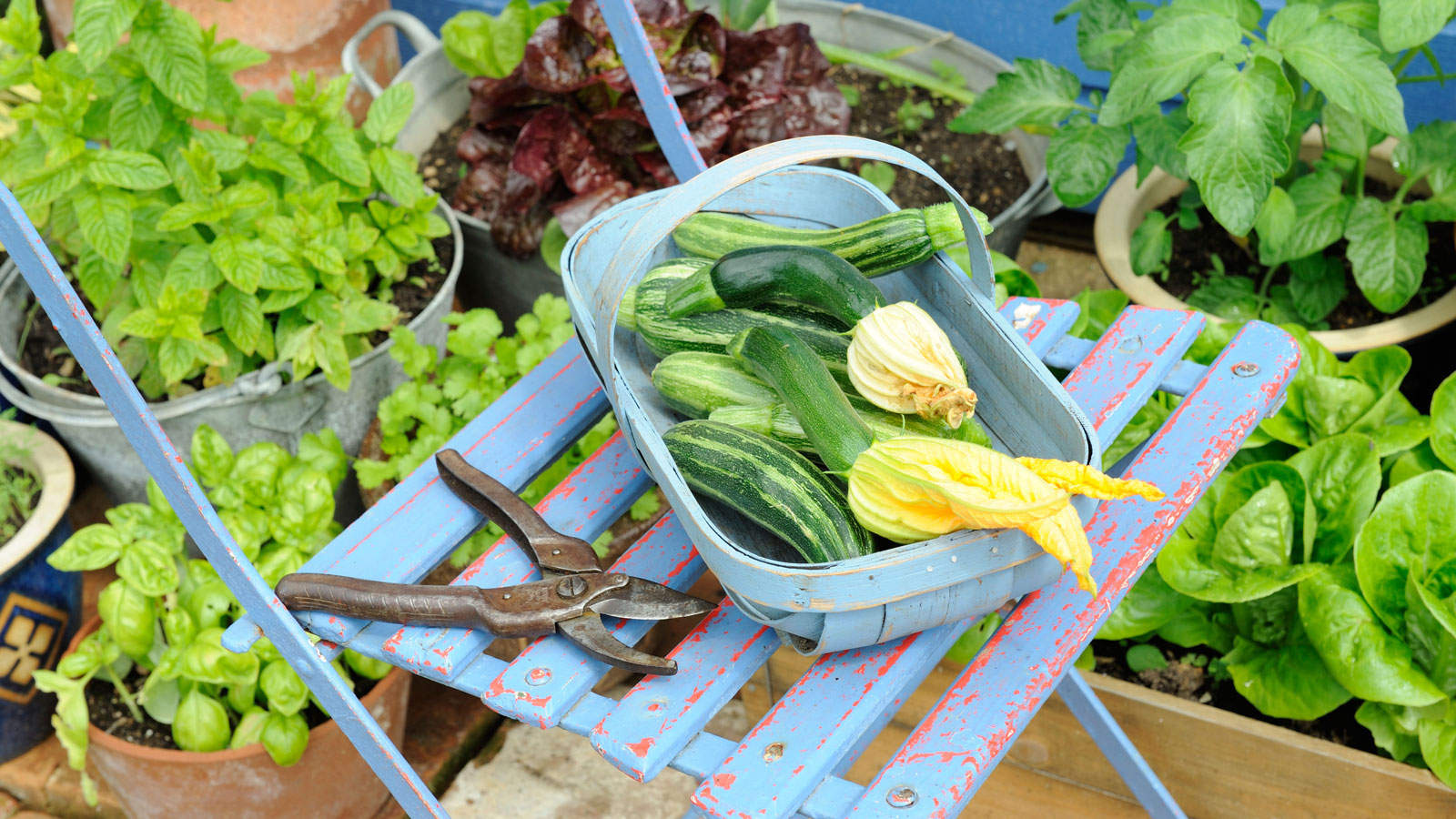 What to Grow Vegetable Garden